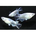 幹之ダルマ・半ダルマオス1匹メス2...