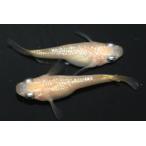 さくらダルマオス1匹メス1匹サイズ...