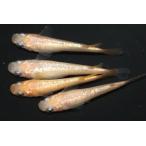 さくらNEO×ピンクサファイアNE...