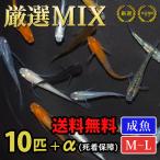 メダカ 厳選メダカミックス 10匹+α 送料無料(一部地域除く) 生体 成魚 レビュー特典(産卵床&餌)あり
