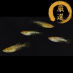 メダカ 来光系カガミ鱗 メダカ めだか めだか 1ペア+メス2 生体 レビュー特典（産卵床＆餌）あり