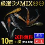 メダカ 厳選 ラメ メダカミックス 10匹+α 送料無料(一部地域除く) 生体 成魚 レビュー特典（産卵床＆餌）あり