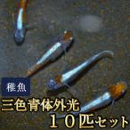 メダカ / 三色 青体外光めだか 未選別 稚魚 SS-Sサイズ 10匹セット