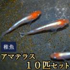 メダカ / アマテラスめだか 未選別 稚魚 SS-Sサイズ 10匹セット