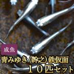 メダカ / 送料無料　青みゆき（幹之）めだか鉄仮面 10匹セット / 幹之メダカ　（※沖縄は別途送料必要）