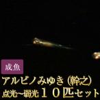 メダカ/アルビノみゆきめだか点光〜...