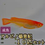 メダカ/アルビノ楊貴妃めだか10匹セット