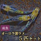 ショッピングメダカ メダカ / オーロラ黄ラメめだか 虹色ラメ 5匹セット
