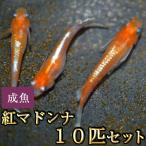 メダカ / 紅マドンナめだか 10匹セット
