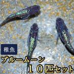 メダカ / ブルームーンめだか 未選別 稚魚 SS-Sサイズ 10匹セット