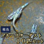 メダカ / ブルースターダストめだか 未選別 稚魚 SS-Sサイズ 10匹セット