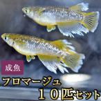 メダカ / フロマージュめだか 10匹セット