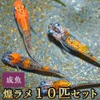 ショッピングメダカ メダカ / 煌ラメめだか 10匹セット / きらめきラメ