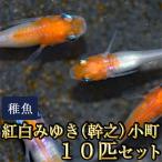 ショッピングメダカ メダカ / 紅白みゆき（幹之）めだか 未選別 稚魚 SS-Sサイズ 10匹セット / 小町　限定大特価