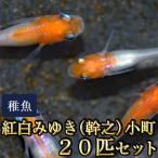 メダカ / 送料無料 紅白みゆき(幹之)めだか 未選別 稚魚 SS-Sサイズ 20匹セット / 小町 (※沖縄は別途送料必要 )