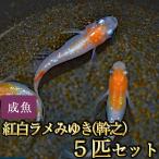 メダカ / 新系統 / 紅白ラメみゆき(幹之)めだか 虹色ラメ 5匹セット