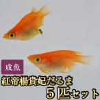 メダカ / 紅帝楊貴妃だるまめだか 5匹セット