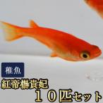 メダカ / 紅帝楊貴妃めだか 稚魚 SS-Sサイズ 10匹セット