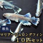 ショッピングメダカ メダカ / マリアージュロングフィンめだか 未選別 稚魚 SS-Sサイズ 10匹セット