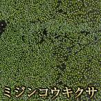 ミジンコウキクサ