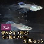 ショッピングメダカ メダカ / 青みゆき（幹之）ヒレ長スワローめだか 松井系 5匹セット