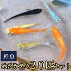 メダカ / 送料無料　めだか色々お楽しみ 稚魚 SS-Sサイズ 20匹セット　（※沖縄は別途送料必要）