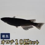 メダカ / オロチめだか 稚魚 SS-Sサイズ 10匹セット