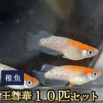 メダカ / 王彗華めだか 未選別 稚魚 SS-Sサイズ 10匹セット / おうすいか