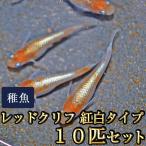 メダカ / 送料無料　レッドクリフめだか 紅白タイプ 未選別 稚魚 SS-Sサイズ 10匹セット　（※沖縄は別途送料必要）　限定大特価