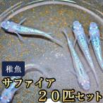 メダカ / 送料無料 サファイアめだか 未選別 稚魚 SS-Sサイズ 20匹セット (※沖縄は別途送料必要 )