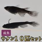 me Dakar /sa язык / orochi филе длина swallow оризия 10 шт комплект 