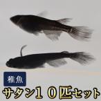 メダカ / サタン / オロチヒレ長スワローめだか 未選別 稚魚 SS-Sサイズ 10匹セット