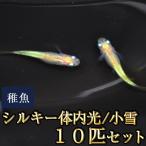メダカ / 小雪 / シルキー体内光めだか 未選別 稚魚 SS-Sサイズ 10匹セット　限定大特価