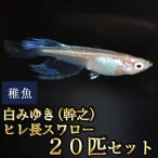 メダカ / 送料無料 白みゆき(幹之)ヒレ長スワローめだか 松井系 未選別 稚魚 SS-Sサイズ 20匹セット (※沖縄は別途送料必要 )