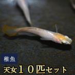 メダカ / 天女めだか 稚魚 SS-Sサイズ 10匹セット　限定大特価