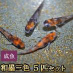 メダカ / 和墨三色めだか 5匹セット