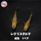 商品画像2