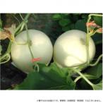 小林種苗 メロン種子 ホームランキング　8135　100粒　代引き不可/同梱不可