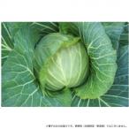 小林種苗 キャベツ種子 ほほえみ　5529　2000粒　代引き不可/同梱不可