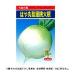  Kobayashi вид рассада дайкон семена. . круг ... дайкон 45 маленький пакет (6ml) наложенный платеж не возможно / включение в покупку не возможно 