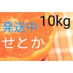 (送料無料)(せとか・10kg)佐賀の甘くて美味しい・せとか(訳ありご家庭用傷ありみかん)(送料無料は東北、沖縄、北海道を除きます。)