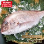  морской лещ sashimi для .. праздник подлинный морской лещ 1kg передний и задний (до и после) хочет Thai соль жарение . жарение 