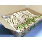  остров rakkyou ( Okinawa префектура север часть производство ) земля имеется 1kg роза . коробка ( Okinawa :JA....)