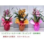 シンビジューム３~4本立ち【ラッピングと送料込みで4800円】55〜80ｃｍ（シンビジウム）