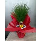 # праздник .* великий сосна ( цветок слова * не . длина .) упаковка делать доставка! 1 шт. ..6 номер растение в горшке горшок от низа высота 55~65cm