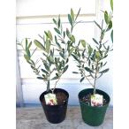 オリーブの木・5号プラ鉢植え苗木（鉢底から高さ４５〜５５ｃｍ）