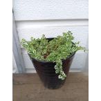 p Mira * чёрный керамика ..[ садоводство *kazla рассада )