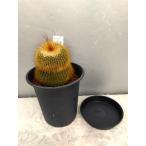 サボテン・金晃丸黒プラ鉢植え・高さ...