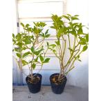 si Kimi *. рассада ( нестандартный товар )* 1 шт. продажа корень изначальный из высота 50~60cm*.*...(. просо )