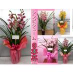 シンビジュウム３本立ち75〜90ｃｍ